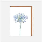 Agapanthus